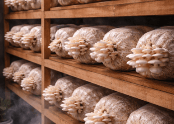 Panduan praktis Budidaya Jamur Tiram Rumah guna menciptakan ketahanan pangan mandiri di tahun 2026.