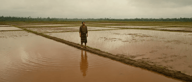 Kondisi persawahan di Kabupaten Demak yang rusak parah setelah terendam banjir akibat tanggul sungai yang jebol.