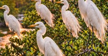 Kawanan Kuntul Perak Medan sedang beristirahat di dahan pohon bakau saat matahari terbenam.