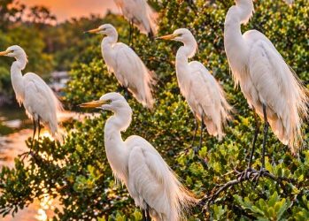 Kawanan Kuntul Perak Medan sedang beristirahat di dahan pohon bakau saat matahari terbenam.