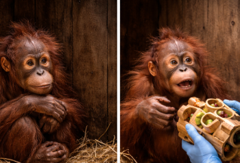 Pemberian alat pengayaan lingkungan untuk meningkatkan kesehatan mental orangutan yang sedang menjalani masa rehabilitasi.