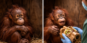 Pemberian alat pengayaan lingkungan untuk meningkatkan kesehatan mental orangutan yang sedang menjalani masa rehabilitasi.