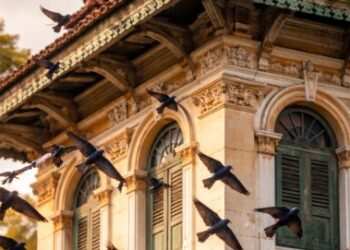 Kelincahan Walet Linchi Medan saat terbang rendah di sekitar bangunan tua pusat kota.