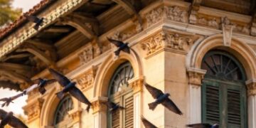 Kelincahan Walet Linchi Medan saat terbang rendah di sekitar bangunan tua pusat kota.