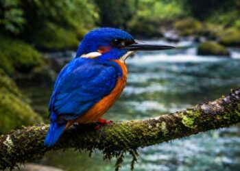 Keindahan warna biru kobalt pada punggung Raja Udang Meninting Medan saat bersiap menyelam.