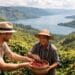 Wisatawan sedang belajar memetik buah kopi merah langsung dari pohonnya di area agrowisata kopi Sumatera Utara.