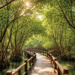 Pemandangan asri di Wisata Mangrove Belawan yang menawarkan jalur trekking nyaman di bawah rimbunnya hutan bakau.