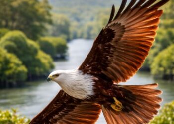 Kegagahan Elang Bondol Medan saat membentangkan sayap lebar di atas kawasan hutan bakau Belawan.