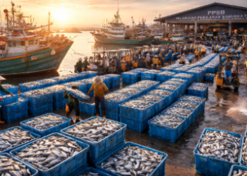 Aktivitas sibuk perdagangan ikan Belawan di dermaga PPSB saat proses bongkar muat hasil laut segar.