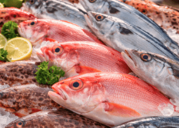 Kondisi Ikan Segar di Belawan yang baru saja turun dari kapal nelayan dengan ciri mata bening dan sisik yang masih mengkilap.