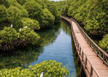 Keasrian jalur trekking di Ekowisata Mangrove Sicanang yang menawarkan suasana tenang dan spot foto yang estetik.