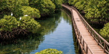 Keasrian jalur trekking di Ekowisata Mangrove Sicanang yang menawarkan suasana tenang dan spot foto yang estetik.