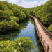 Keasrian jalur trekking di Ekowisata Mangrove Sicanang yang menawarkan suasana tenang dan spot foto yang estetik.