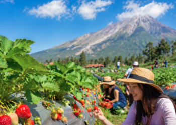 Pemandangan kebun stroberi di Berastagi yang subur dengan buah merah merona siap petik di kaki gunung.