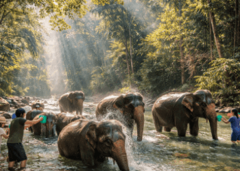 Pengalaman tak terlupakan memandikan gajah langsung di sungai jernih saat menikmati Wisata Gajah Tangkahan.