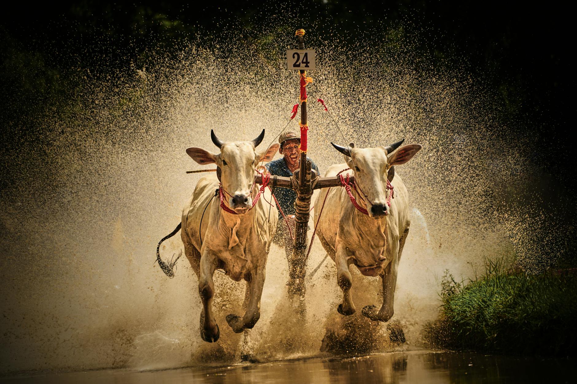 Tips mengolah daging sapi agar empuk, termasuk teknik marinasi, slow cooking, dan penggunaan bahan pelunak alami