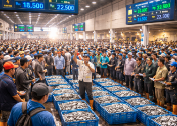 Suasana dinamis sistem lelang ikan Belawan yang menjamin harga adil bagi nelayan dan pedagang.