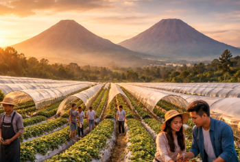 Deretan tanaman stroberi yang tertata rapi di salah satu kebun terbaik di Berastagi dengan latar belakang pegunungan.