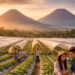 Deretan tanaman stroberi yang tertata rapi di salah satu kebun terbaik di Berastagi dengan latar belakang pegunungan.