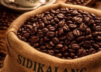 Biji kopi Sidikalang berkualitas tinggi dengan latar belakang cangkir kopi hitam yang mengepul