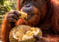 Seekor orangutan sedang mengonsumsi buah hutan sebagai sumber utama nutrisi dan pakan orangutan sehari-hari.