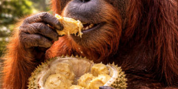 Seekor orangutan sedang mengonsumsi buah hutan sebagai sumber utama nutrisi dan pakan orangutan sehari-hari.