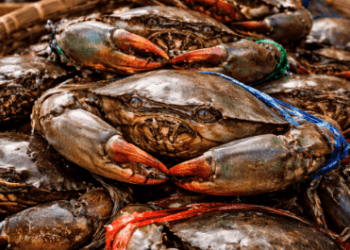 Deretan Kepiting Bakau Belawan segar dengan capit besar yang baru saja nelayan tangkap dan siap untuk diolah menjadi hidangan lezat.