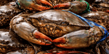 Deretan Kepiting Bakau Belawan segar dengan capit besar yang baru saja nelayan tangkap dan siap untuk diolah menjadi hidangan lezat.