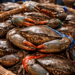Deretan Kepiting Bakau Belawan segar dengan capit besar yang baru saja nelayan tangkap dan siap untuk diolah menjadi hidangan lezat.
