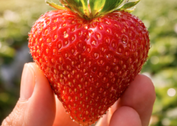 Contoh buah stroberi Berastagi yang matang sempurna dengan warna merah merata dan tekstur yang padat.