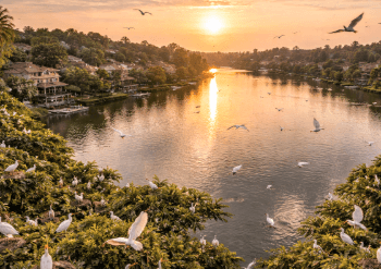 Koloni burung bangau putih yang hidup bebas di Taman Burung Cemara Asri, destinasi wisata alam unik dekat Medan.
