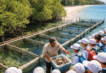 Kegiatan edukasi budidaya kepiting bakau bagi wisatawan di Pantai Klang Sergai, destinasi wisata pantai di Medan yang edukatif.