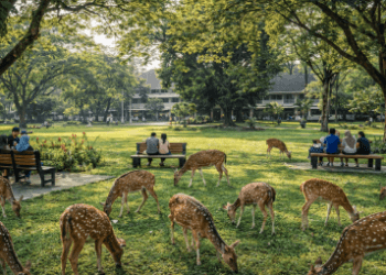 Kawanan rusa totol yang jinak di Taman Rusa USU Medan, lokasi favorit warga untuk wisata satwa gratis.