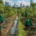 Optimalisasi fungsi Layanan Perkebunan Medan melalui penyediaan bantuan bibit tanaman produktif bagi kelompok tani di lingkungan pemerintah kota pimpinan.