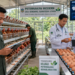 Optimalisasi fungsi Ternak Deli Serdang melalui penyediaan sistem sertifikasi pakan organik digital guna meningkatkan kualitas produksi telur di lingkungan pemerintah wilayah pimpinan.