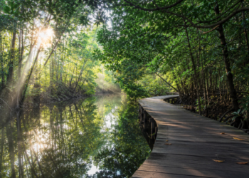 Keindahan jembatan kayu yang membelah rimbunnya hutan bakau hijau di salah satu tempat wisata alam di Medan yang sangat asri