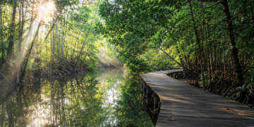 Keindahan jembatan kayu yang membelah rimbunnya hutan bakau hijau di salah satu tempat wisata alam di Medan yang sangat asri