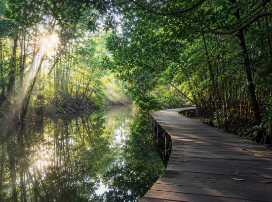Keindahan jembatan kayu yang membelah rimbunnya hutan bakau hijau di salah satu tempat wisata alam di Medan yang sangat asri