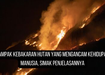 Dampak Kebakaran Hutan yang Mengancam Kehidupan Manusia, Simak Penjelasannya