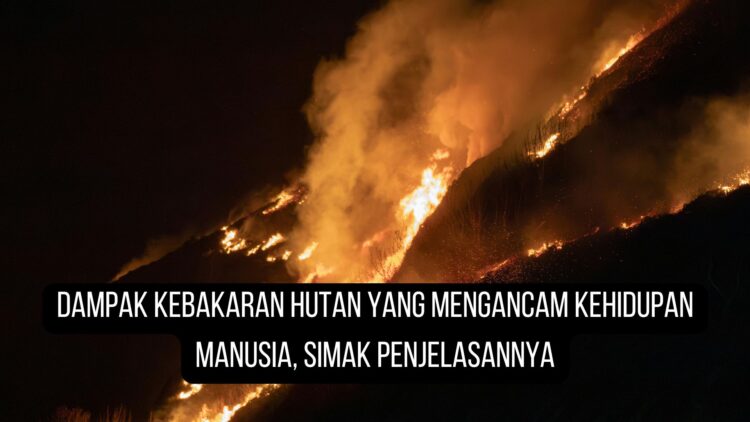 Dampak Kebakaran Hutan yang Mengancam Kehidupan Manusia, Simak Penjelasannya