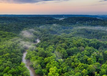 10 Fungsi Hutan bagi Manusia dan Lingkungan yang Wajib Diketahui
