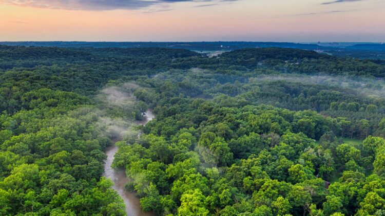 10 Fungsi Hutan bagi Manusia dan Lingkungan yang Wajib Diketahui